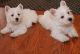 West Highland White Terrier Puppies for sale in Glasgow, Glasgow, Glasgow City, UK. price: NA