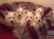 West Highland White Terrier Puppies for sale in Ontario, CA, USA. price: NA