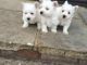 West Highland White Terrier Puppies for sale in Sterling Heights, MI, USA. price: NA