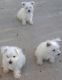 West Highland White Terrier Puppies for sale in Brentwood, NH 03833, USA. price: NA