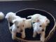 West Highland White Terrier Puppies for sale in Newark, NJ, USA. price: NA
