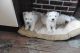 West Highland White Terrier Puppies for sale in Wilmington, NC, USA. price: NA