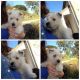 West Highland White Terrier Puppies for sale in East Greenwich, RI 02818, USA. price: NA