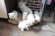 West Highland White Terrier Puppies for sale in Sioux Falls, SD, USA. price: NA