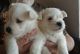 West Highland White Terrier Puppies for sale in Baileysville, WV 24822, USA. price: NA