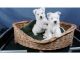 West Highland White Terrier Puppies for sale in Jackson, WY, USA. price: NA
