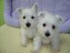 West Highland White Terrier Puppies for sale in Rialto, CA, USA. price: NA