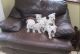 West Highland White Terrier Puppies for sale in Tampa, FL, USA. price: NA