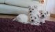 West Highland White Terrier Puppies for sale in Pleasantville, PA 16341, USA. price: NA