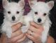 West Highland White Terrier Puppies for sale in Pittsburgh, PA, USA. price: NA