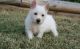 West Highland White Terrier Puppies for sale in Colorado Springs, CO, USA. price: NA
