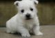 West Highland White Terrier Puppies for sale in Boynton, OK 74422, USA. price: NA