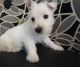 West Highland White Terrier Puppies for sale in Batesburg-Leesville, SC, USA. price: NA