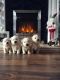 West Highland White Terrier Puppies for sale in South Miami, FL, USA. price: NA