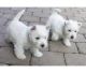 West Highland White Terrier Puppies for sale in Corona, CA, USA. price: NA