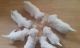 West Highland White Terrier Puppies for sale in Anchorage, AK, USA. price: NA