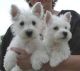 West Highland White Terrier Puppies for sale in Washington, DC, USA. price: NA
