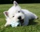 West Highland White Terrier Puppies for sale in Baltimore, MD, USA. price: NA