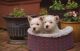 West Highland White Terrier Puppies for sale in Madison, WI, USA. price: NA