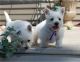 West Highland White Terrier Puppies for sale in Little Rock, AR, USA. price: NA