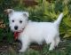 West Highland White Terrier Puppies for sale in Buffalo, NY, USA. price: $500