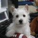 West Highland White Terrier Puppies for sale in Anchorage, AK, USA. price: NA