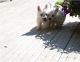 West Highland White Terrier Puppies for sale in Augusta, ME 04330, USA. price: NA