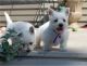 West Highland White Terrier Puppies for sale in Lansing, MI, USA. price: NA