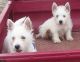 West Highland White Terrier Puppies for sale in Richmond, VA, USA. price: NA