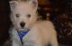 West Highland White Terrier Puppies for sale in Taos, NM 87571, USA. price: $500