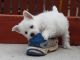 West Highland White Terrier Puppies for sale in Salt Lake City, UT, USA. price: NA