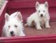 West Highland White Terrier Puppies for sale in Madison, WI, USA. price: NA