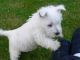 West Highland White Terrier Puppies for sale in Doddridge, Sulphur Township, AR 71826, USA. price: NA