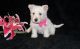 West Highland White Terrier Puppies for sale in Denver, CO, USA. price: NA