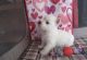 West Highland White Terrier Puppies for sale in Bear Creek, AL, USA. price: NA