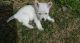 West Highland White Terrier Puppies for sale in Beaver Creek, CO 81620, USA. price: $600