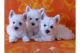 West Highland White Terrier Puppies for sale in Kenosha, WI, USA. price: $2