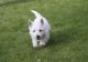 West Highland White Terrier Puppies for sale in Gilbert, AZ, USA. price: NA