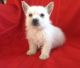 West Highland White Terrier Puppies for sale in Baltimore, MD, USA. price: NA