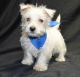 West Highland White Terrier Puppies for sale in Glendale, CA, USA. price: NA