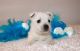 West Highland White Terrier Puppies for sale in Carlsbad, CA, USA. price: NA