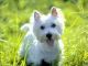 West Highland White Terrier Puppies for sale in Berkeley, CA, USA. price: NA