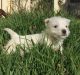 West Highland White Terrier Puppies for sale in Berkeley, CA, USA. price: NA