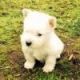 West Highland White Terrier Puppies for sale in Bay City, OR 97107, USA. price: NA