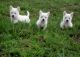West Highland White Terrier Puppies for sale in Alexandria, LA, USA. price: NA