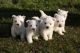 West Highland White Terrier Puppies for sale in Miami, FL, USA. price: NA