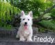 West Highland White Terrier Puppies for sale in Canton, OH, USA. price: $499