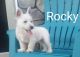 West Highland White Terrier Puppies for sale in Canton, OH, USA. price: $399