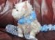 West Highland White Terrier Puppies for sale in Abilene, TX, USA. price: NA
