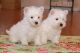 West Highland White Terrier Puppies for sale in Seattle, WA, USA. price: NA